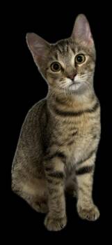 Tweedle Dee -  Domestic Short Hair Cat for Adoption in Zimmerman, Minnesota - Tweedle Dee | PetCurious