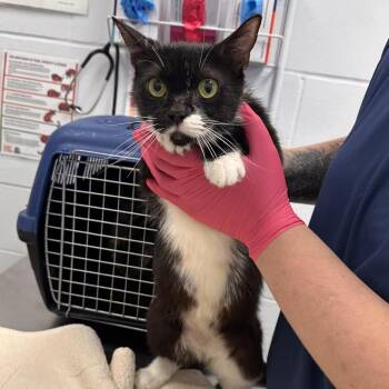 Valerie -  Domestic Short Hair Cat for Adoption in West Palm Beach, Florida - Valerie | PetCurious