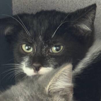 Domestic Short Hair Cats Available for Adoption - Husk | PetCurious