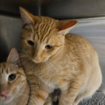 Domestic Short Hair Cats Available for Adoption in Grantsville, Utah - Milo | PetCurious