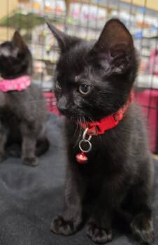 Sneezy -  Bombay Cat Available for Adoption in Buford, Georgia - Sneezy | PetCurious