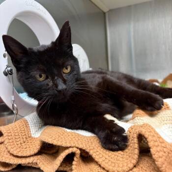 Gladys -  Domestic Short Hair Cat Available for Adoption in Fairport, New York - Gladys | PetCurious