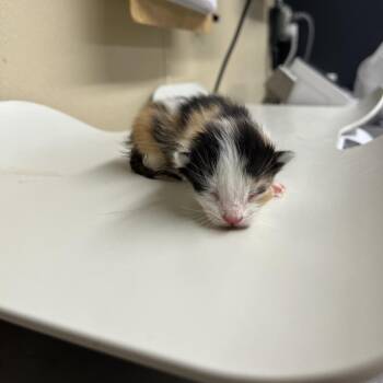 Domestic Short Hair Cats Available for Adoption in Pauls Valley, Oklahoma - Ariana | PetCurious