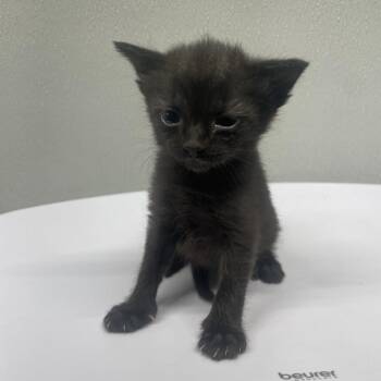 Faith -  Domestic Short Hair Cat for Adoption in Tampa, Florida - Faith | PetCurious