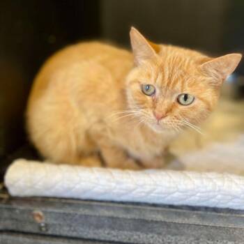 Domestic Short Hair Cats Available for Adoption in Park Falls, Wisconsin - Cora | PetCurious