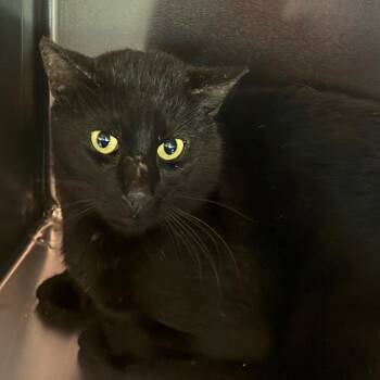 Louis - Barn Cat -  Domestic Short Hair Cat for Adoption in Flagstaff, Arizona - Louis - Barn Cat | PetCurious