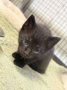 Explorer (Available est 7/24/26) -  Domestic Short Hair Cat for Adoption in Williamsburg, Iowa - Explorer (Available Est 7/24/26) | PetCurious