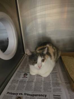 Praline -  Domestic Short Hair Cat for Adoption in Cleveland, Tennessee - Praline | PetCurious