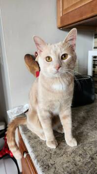 Domestic Short Hair Cats Available for Adoption - Hartley | PetCurious