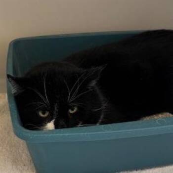 Domestic Short Hair Cats Available for Adoption in Burlington, Ontario - Barry | PetCurious