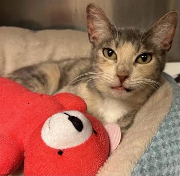 Domestic Short Hair Cats Available for Adoption - JANIE | PetCurious