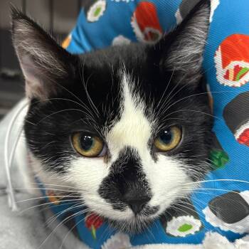 Rescue Domestic Short Hair Cats for Adoption in Buffalo, New York - Ruby | PetCurious