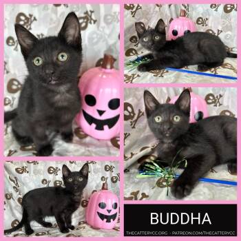 Buddha -  Domestic Short Hair Cat for Adoption in Corpus Christi, Texas - Buddha | PetCurious