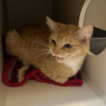 Jade -  Domestic Short Hair Cat for Adoption in Durango, Colorado - Jade | PetCurious