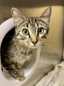 Cliffhanger -  Domestic Short Hair Cat for Adoption in Wichita, Kansas - Cliffhanger | PetCurious