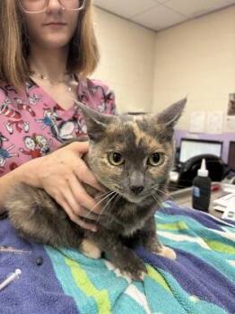Angel -  Domestic Short Hair Cat for Adoption in Palm Coast, Florida - Angel | PetCurious