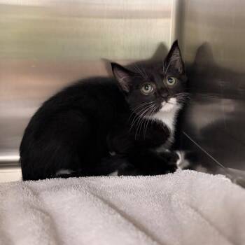 Victor -  Domestic Short Hair Cat for Adoption in Spokane, Washington - Victor | PetCurious