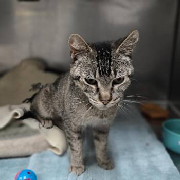 Shuri -  Domestic Short Hair Cat for Adoption in San Jacinto, California - Shuri | PetCurious