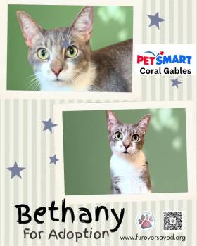 Bethany -  Domestic Short Hair Cat for Adoption in Miami, Florida - Bethany | PetCurious