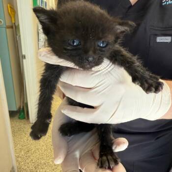 Domestic Medium Hair Cats Available for Adoption in Clearwater, Florida - Dove | PetCurious