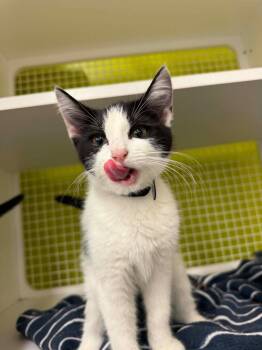 Thumb -  Domestic Short Hair Cat for Adoption in Gorham, Maine - Thumb | PetCurious