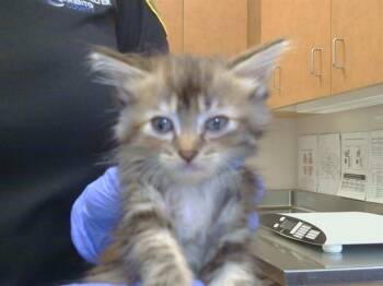 TOSTADA -  Domestic Medium Hair Cat for Adoption in Sacramento, California - TOSTADA | PetCurious