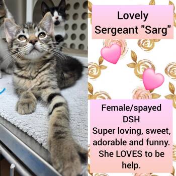 Sargent "Sarg" -  Domestic Short Hair Cat for Adoption in Beaverton, Oregon - Sargent "Sarg" | PetCurious