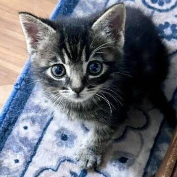Mouse -  Domestic Short Hair Cat for Adoption in Wilsonville, Oregon - Mouse | PetCurious