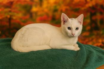 Rescue Domestic Short Hair Cats for Adoption in Gilroy, California - Snowy | PetCurious