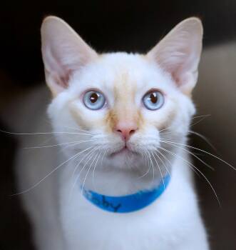 Toby (AO37699) -  Domestic Short Hair and Siamese Cat for Adoption in Kansas City, Kansas - Toby (AO37699) | PetCurious