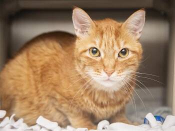CANELO -  Domestic Short Hair Cat for Adoption in Phoenix, Arizona - CANELO | PetCurious