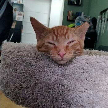 Prince Donut -  Domestic Short Hair Cat for Adoption in Fairfax, Virginia - Prince Donut | PetCurious