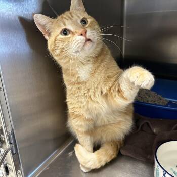 Domestic Short Hair Cats Available for Adoption - Sydney  | PetCurious