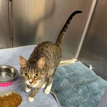 Iceland -  Domestic Short Hair Cat for Adoption in Madison, Wisconsin - Iceland | PetCurious