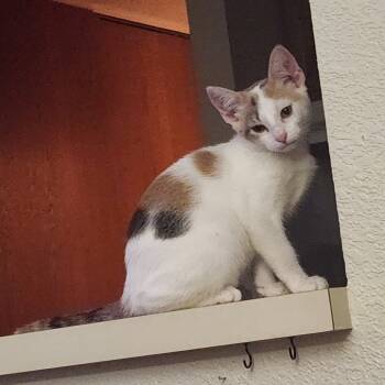 Rescue Domestic Short Hair Cats for Adoption in Rochester, Minnesota - Willow | PetCurious