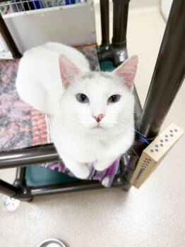 Laurent - friendly big blue eyed loverboy -  Domestic Short Hair Cat Available for Adoption in Oshkosh, Wisconsin - Laurent - Friendly Big Blue Eyed Loverboy | PetCurious