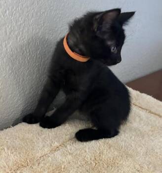 Pepper Johnson -  Domestic Short Hair Cat for Adoption in Chandler, Arizona - Pepper Johnson | PetCurious