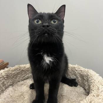 Pretzel -  Domestic Short Hair Cat for Adoption in Puslinch, Ontario - Pretzel | PetCurious
