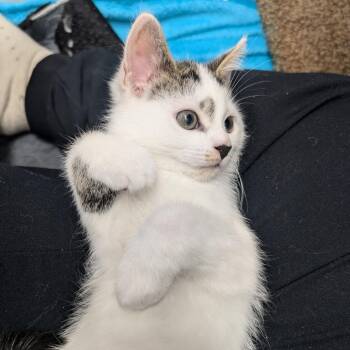 Aang -  Domestic Short Hair Cat for Adoption in Puslinch, Ontario - Aang | PetCurious