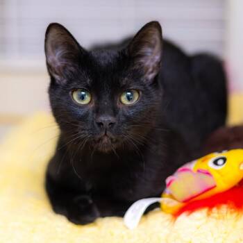 Domestic Short Hair Cats Available for Adoption - Onyx | PetCurious
