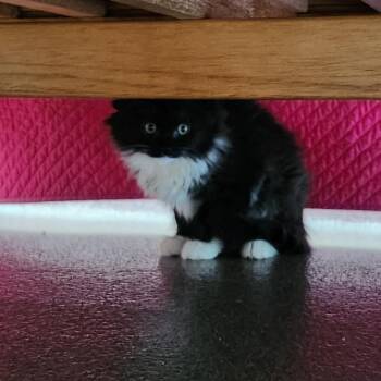Mae -  Domestic Long Hair Cat for Adoption in Brockton, Massachusetts - Mae | PetCurious