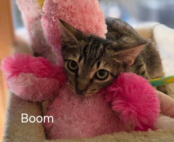 Boom -  Domestic Short Hair Cat for Adoption in Oviedo, Florida - Boom | PetCurious