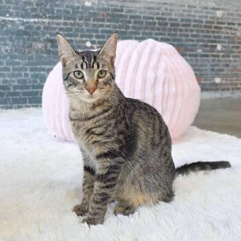 Ena -  Tabby Cat for Adoption in New Orleans, Louisiana - Ena | PetCurious