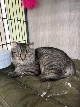 Iris -  Domestic Medium Hair Cat Available for Adoption in Vernon Township, New Jersey - Iris | PetCurious