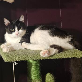 Bella -  Domestic Short Hair Cat for Adoption in Monroe, Louisiana - Bella | PetCurious