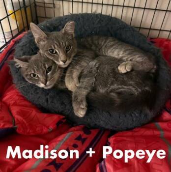 Rescue Domestic Short Hair Cats for Adoption in Everett, Washington - Timid Purr Machines Popeye And Madison | PetCurious