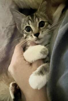 Lima -  Domestic Short Hair Cat for Adoption in Bossier City, Louisiana - Lima | PetCurious