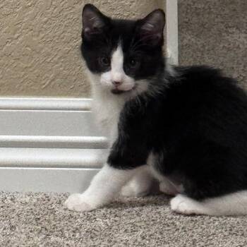 Daisy Hildreth -  Domestic Short Hair and Tuxedo Cat for Adoption in Morrison, Colorado - Daisy Hildreth | PetCurious