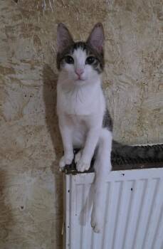 MARTY -  American Shorthair Cat for Adoption in New York, New York - MARTY | PetCurious