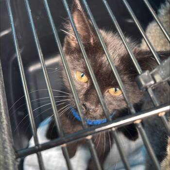 Elmo -  Domestic Short Hair Cat for Adoption in New York, New York - Elmo | PetCurious